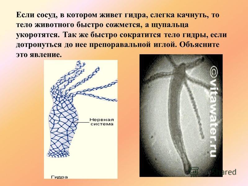 Кракен тор ссылка магазин